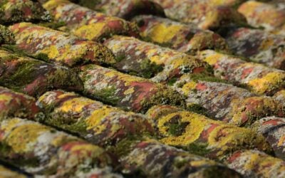 The Hidden Dangers of Roof Mold & Algae in Florida — And How to Stop Them